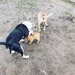 Dau 2 catei si o catelusa