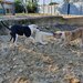 Dau 2 catei si o catelusa